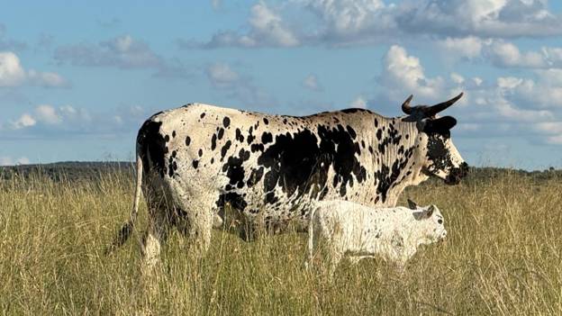 Nguni cattle